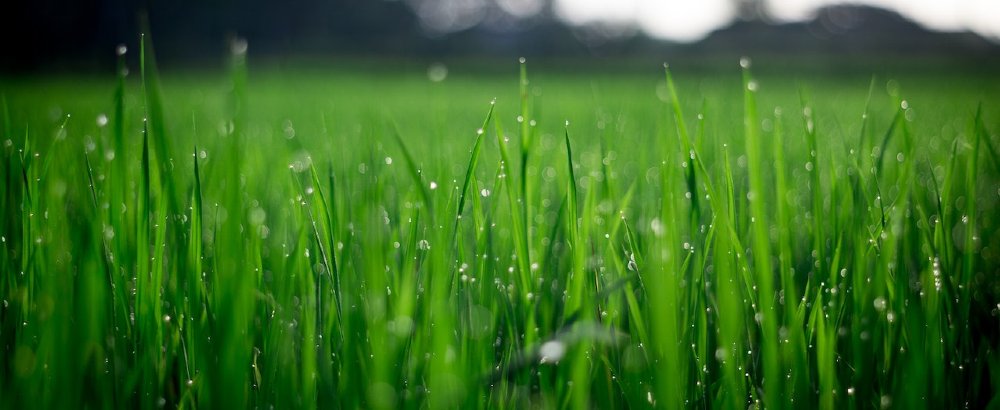 Expert Guide: Verticut Your Lawn for Optimal Health and Density